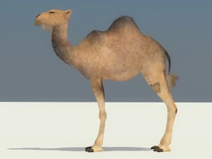 camel 3D Model