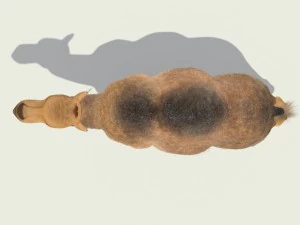 camel 3D Model