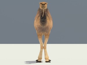 camel Modelo 3D