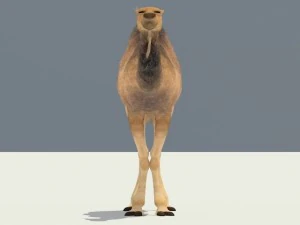 camel 3D Model