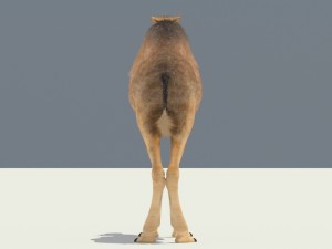 camel Modelo 3D
