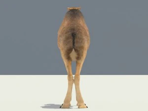camel 3D Model