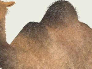 camel 3D Model
