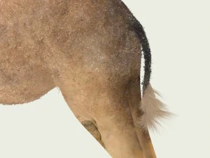 camel 3D Model