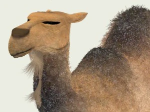camel 3D Model