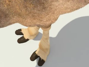 camel 3D Model