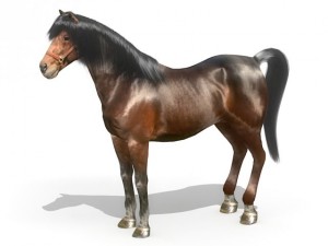 horse 3D मॉडल