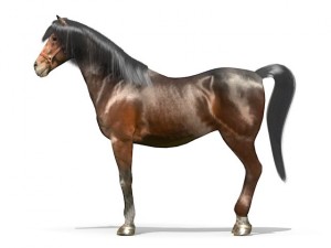 horse 3D मॉडल