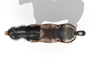horse 3D मॉडल