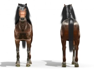 horse 3D मॉडल