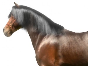 horse 3D मॉडल