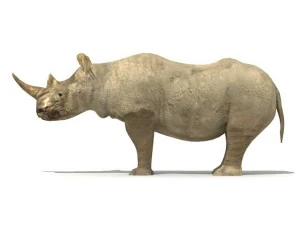 rhinoceros 3D Model