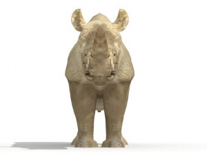 rhinoceros 3Dモデル