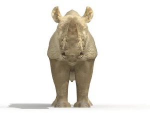 rhinoceros 3D Model
