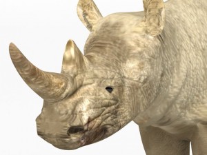 rhinoceros 3Dモデル