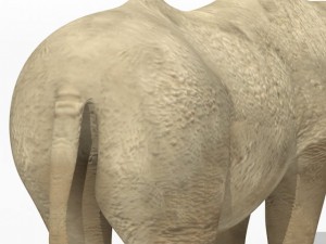rhinoceros 3Dモデル