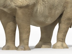 rhinoceros 3Dモデル