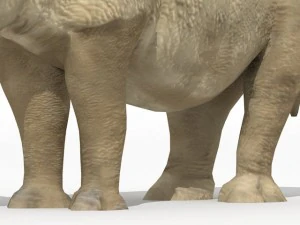 rhinoceros 3D Model