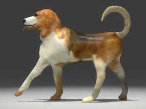 beagle 3D Model