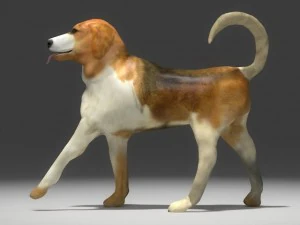 beagle 3D Model