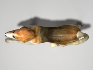 beagle 3D Model