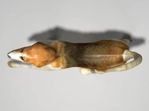 beagle 3D Model