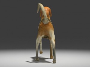 beagle 3D Model