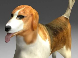 beagle 3D Model