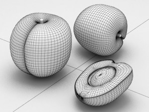 apricot Modèle 3D