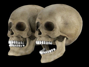 Human skull 1 Low-poly 3D Model