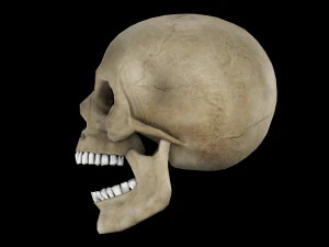Human skull 1 Low-poly 3D Model