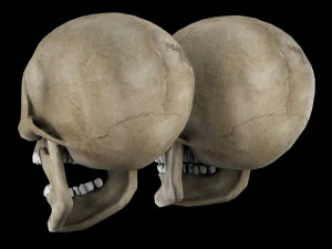 Human skull 1 Low-poly 3D Model