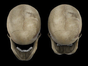 Human skull 1 Low-poly Modelo 3D