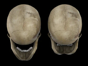 Human skull 1 Low-poly 3D Model