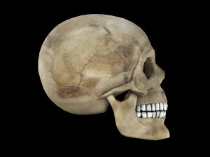 Human skull 1 Low-poly 3D Model