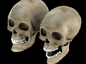 Human skull 1 Low-poly 3D Model