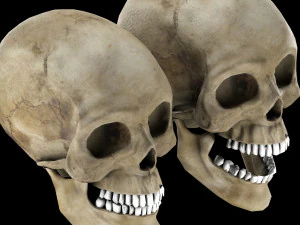 Human skull 1 Low-poly 3D Model