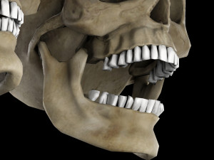 Human skull 1 Low-poly Modelo 3D