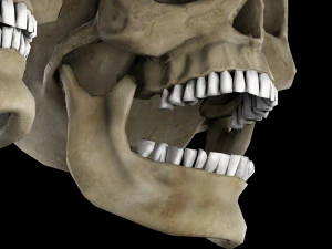 Human skull 1 Low-poly 3D Model