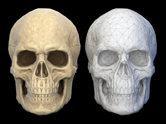 Human skull 2 3D Model .c4d .max .obj .3ds .fbx .stl .blend 