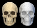 Human skull 2 3D Models