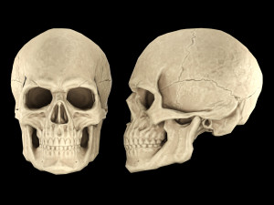 Human skull 2 3D Model