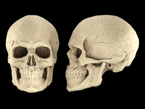 Human skull 2 3D Model