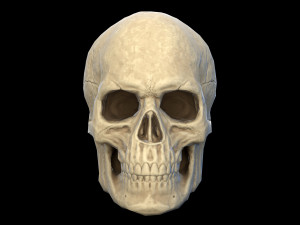 Human skull 2 3D Model