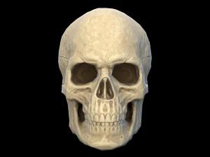Human skull 2 3D Model