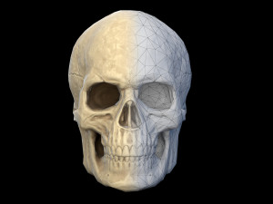 Human skull 2 3D Model