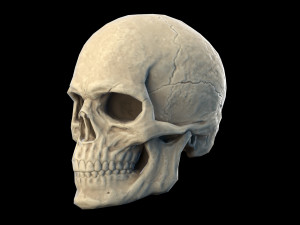 Human skull 2 3D Model