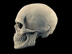 Human skull 2 3D Model