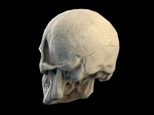 Human skull 2 3D Model