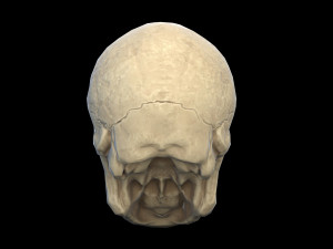 Human skull 2 3D Model